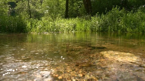 Dolly shot of a crystal clear stream vibrant plants, sunbeam, relaxing view Stock Footage 115860447