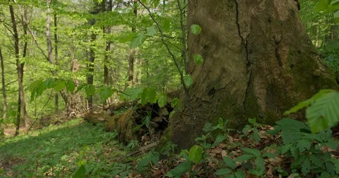 Dolly shot of dead, rotten tree lying in a beech forest, spring, 4k Stock Footage 89642866