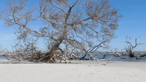 Dolly shot of dead tree undercut by coastal flooding along the Atlantic Ocean Stock Footage 124921716