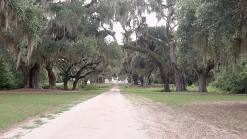 Dolly shot down dirt road on Southern Plantation in South Carolina Stock Footage 164861359