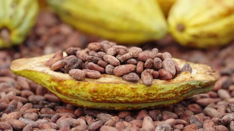 Dolly shot, dried fermented cocoa beans in opened yellow pod, premium seeds Stock Footage 251953010