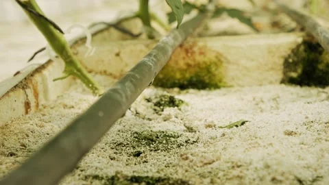 Dolly shot of drip irrigation systems watering plants in a greenhouse Video stock 132581707