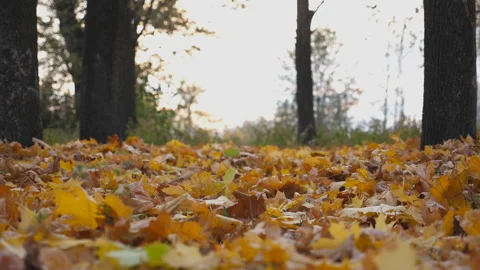 Dolly shot of empty autumn forest at sunset. Yellow maple leaves lie on lawn Video stock 321347770