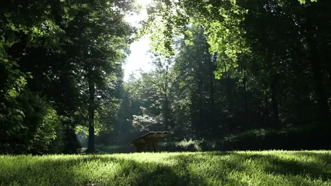 Dolly shot features a backward moving camera of a green park scenery Stock Footage 160825859