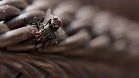Dolly shot flies macro close up zoom. Stock Footage 311204491