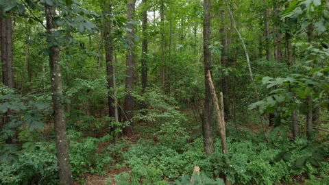 Dolly shot flying through decidous forest in North Carolina Stock Footage 246696676