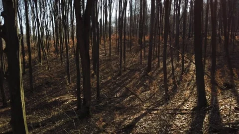 Dolly shot in the forest with falling leaves 動画素材 145331151