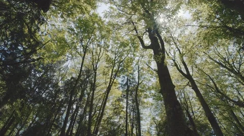 Dolly shot in the forest Stock Footage 50384538
