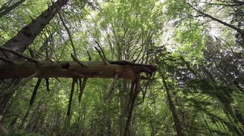 Dolly shot in the forest Stock Footage 50384547