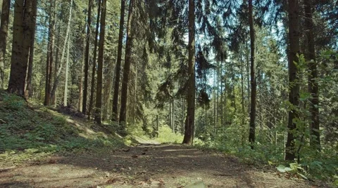 Dolly shot in the forest Stock Footage 50384553