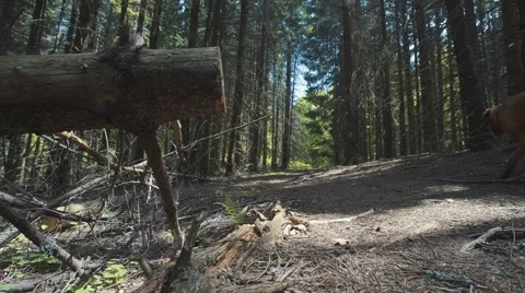 Dolly shot in the forest Video stock 50384555