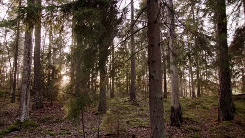 Dolly shot of Forest 動画素材 111347387