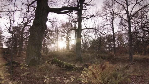 Dolly shot of Forest Vídeo Stock 111347961