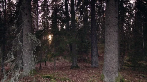 Dolly shot of Forest Vídeo Stock 111348013