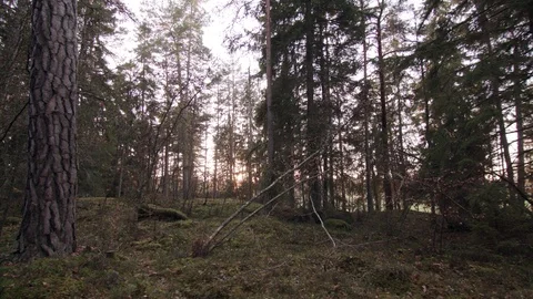 Dolly shot of Forest 動画素材 111348140