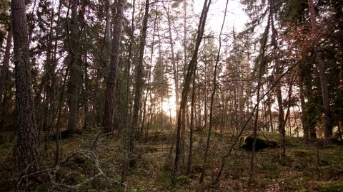 Dolly shot of Forest 動画素材 111348201