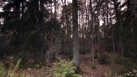 Dolly shot of Forest 動画素材 111348277