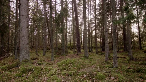 Dolly shot of Forest 動画素材 111348358
