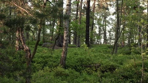 Dolly shot of Forest 動画素材 111353115