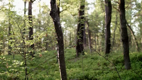 Dolly shot of Forest 動画素材 111353121