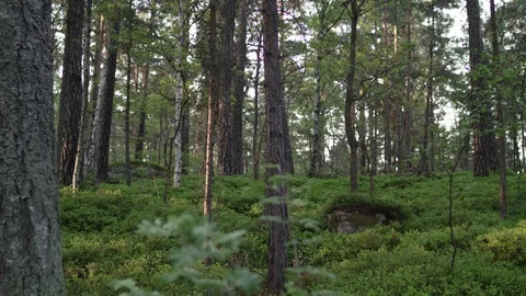 Dolly shot of Forest 動画素材 111353147