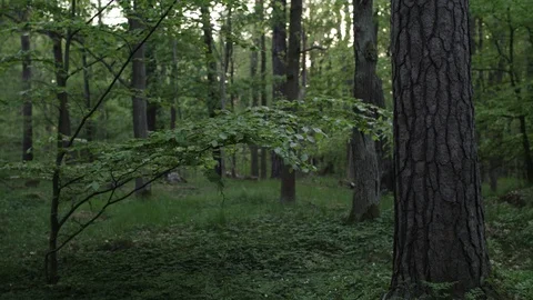 Dolly shot of Forest Vídeo Stock 111353201