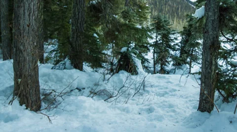 Dolly shot in the forest with snow 스톡 동영상 35109954