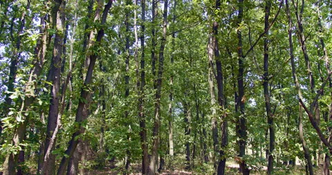 Dolly shot in the forest. Trees and foliage in slow motion Stock Footage 158740246