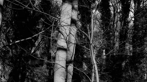 Dolly shot of forest trees during the day Stock Footage 171801020