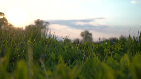 Dolly shot. Fresh green grass on the field. Sunset Video stock 192518400
