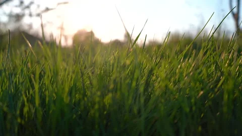 Dolly shot. Fresh green grass on the field. Sunset Stock Footage 192518477