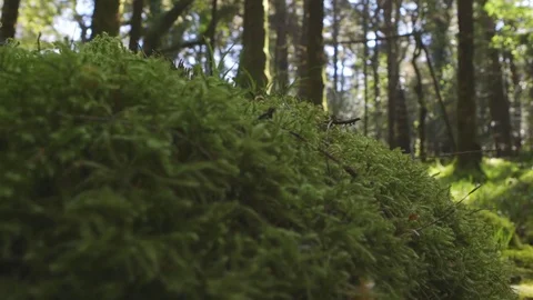 Dolly Shot Of Grass And Trees Growing In Forest Stock Footage 79656203