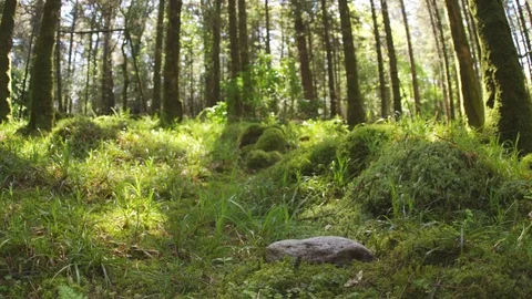 Dolly Shot Of Grass And Trees Growing In Forest Stock Footage 79656234