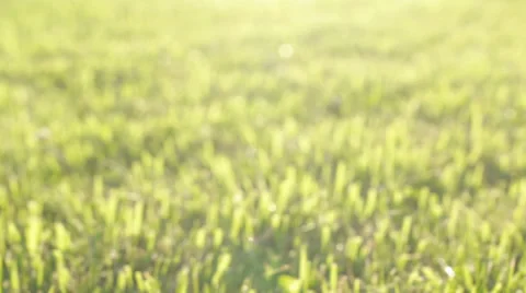 Dolly shot of grass at sunset Stock Footage 39901520