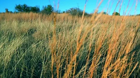 Dolly Shot of Grassy Field Stock Footage