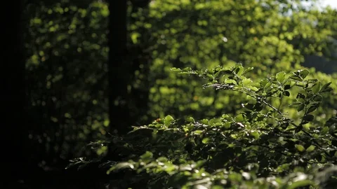 Dolly shot in the green forest Video stock 127652205