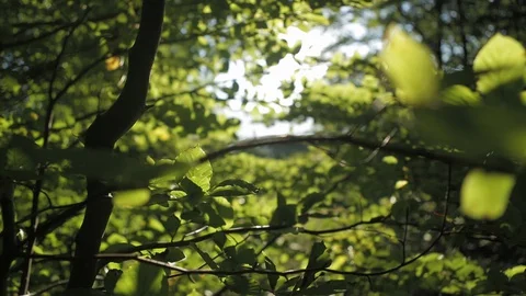 Dolly shot in the green forest Video stock 127652305