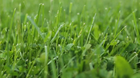 Dolly shot of green grass Stock Footage 38487659