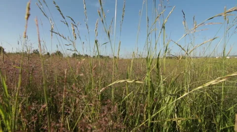 Dolly shot of green grass Stock Footage 51678674