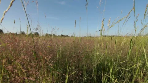 Dolly shot of green grass Stock Footage 51678677