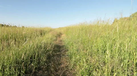 Dolly shot of green grass Stock Footage 51678788