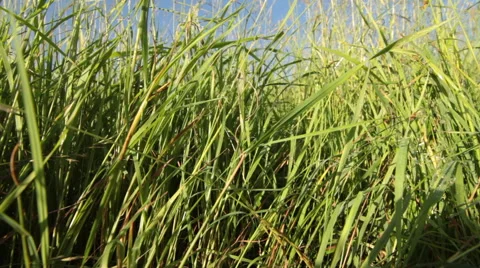 Dolly shot of green grass Stock Footage 51678871