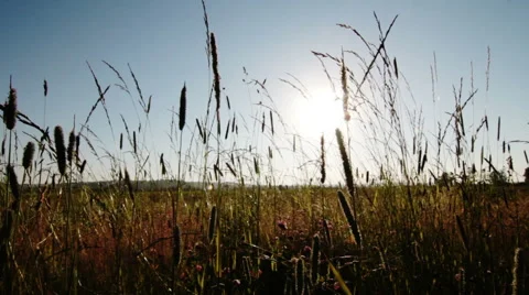Dolly shot of green grass Stock Footage 51678872