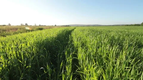 Dolly shot of green grass Stock Footage 51679004