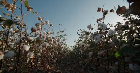 Dolly shot of the highest quality cotton in field growing Bush with lots of Stock Footage
