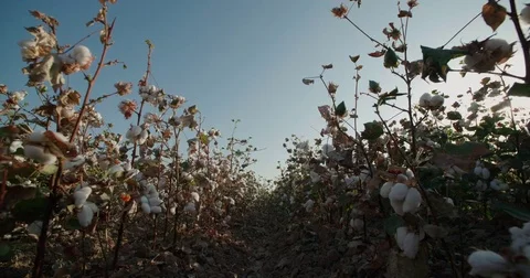 Dolly shot of the highest quality cotton in field growing Bush with lots of Stock Footage