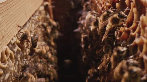 Dolly shot inside the hive. Bees run on frames with honeycombs. Professional Stock Footage 307640554