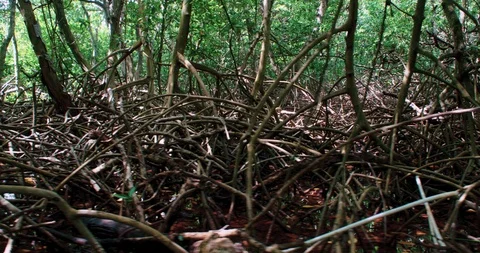 Dolly shot inside mangrove forest. Stock-Footage 98186711