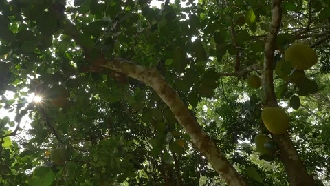 A dolly shot Jackfruit int he garden Stock Footage 89994956