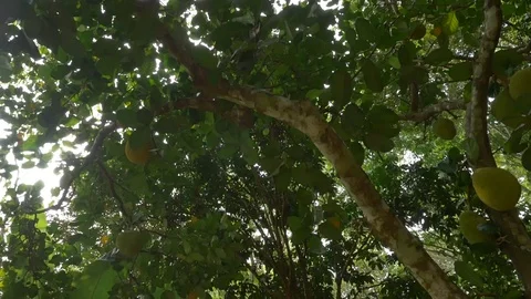 A dolly shot Jackfruit int he garden Stock Footage 89994978